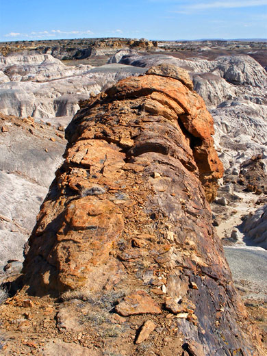 Huge petrified log, above De-Na-Zin Wash