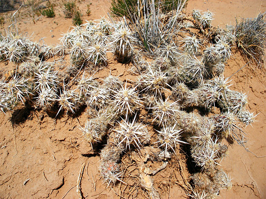 Club cholla, grusonia clavata