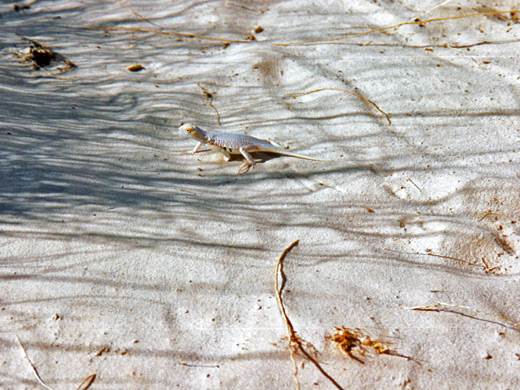 Bleached earless lizard