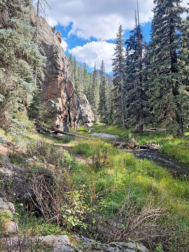 Pine trees and volcanic cliffs in the canyon