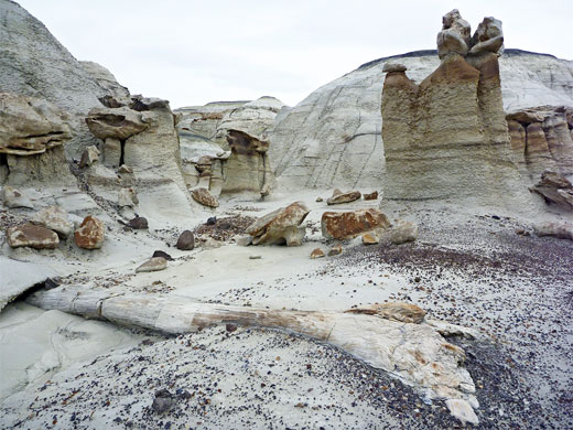 Petrified tree trunk at the Fossil Forest