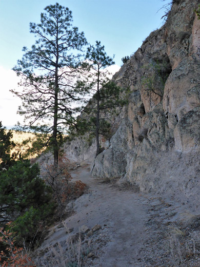 Tree towards the upper end of the Long Trail