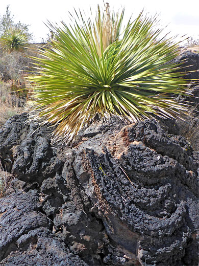Sotol on ropy lava