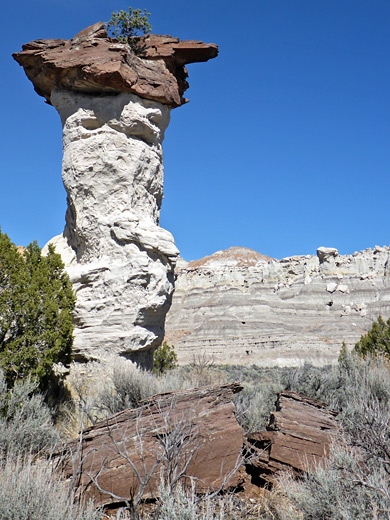 Bush on top of a hoodoo