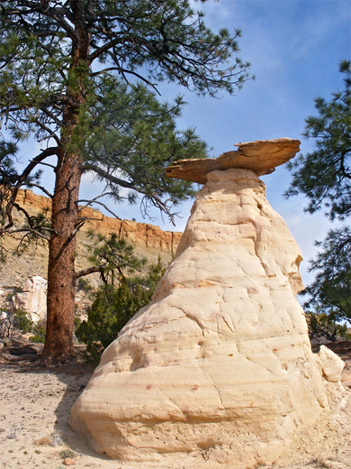 Hoodoo and pine tree