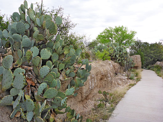 Opuntia pathway