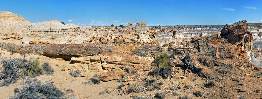 Hundred foot long petrified tree