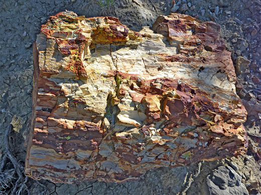 Colorful block of petrified wood