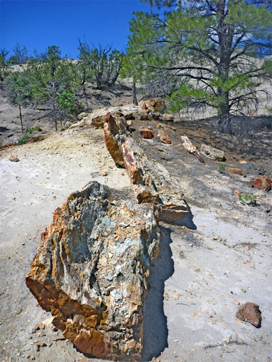 Petrified tree trunk