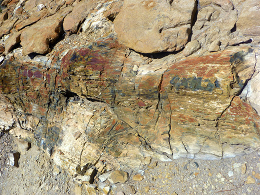 Partially buried petrified wood