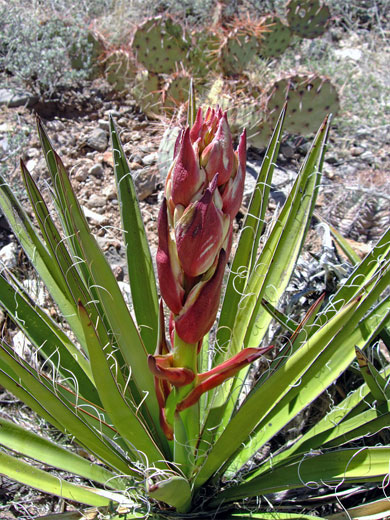 Banana yucca flowers
