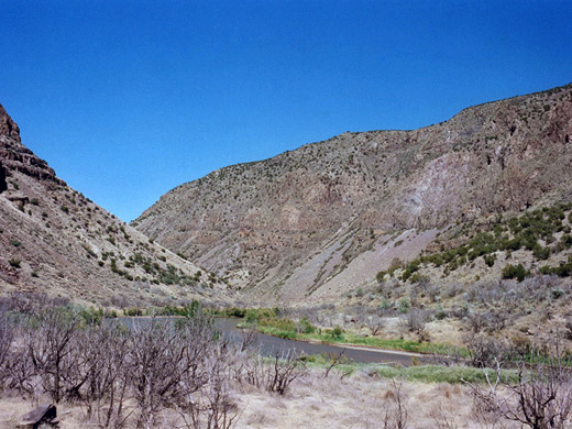 Bushes by the Rio Grande