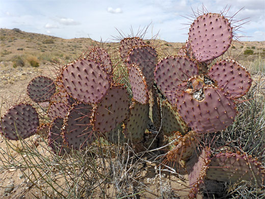 Prickly pear cactus