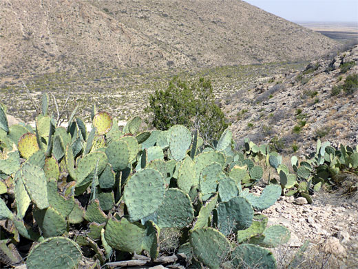 Prickly pear cactus