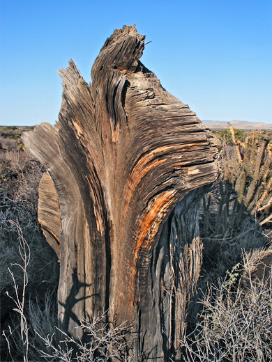 Tree stump