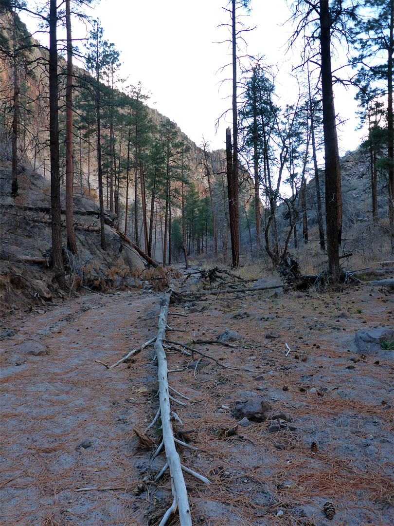 Trees in Alamo Canyon