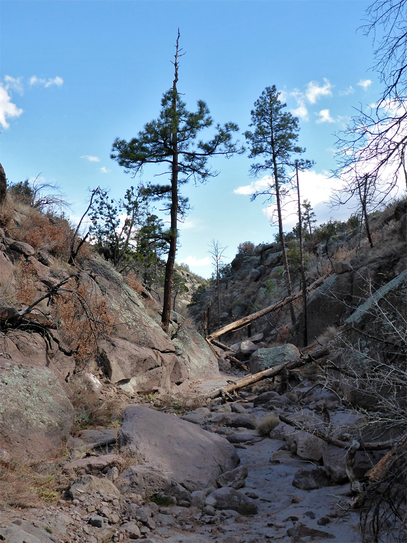 Rocky streambed