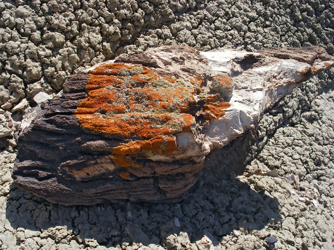 Lichen on petrified wood