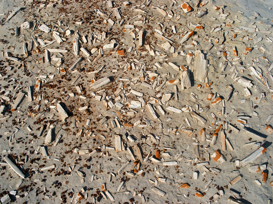 Petrified wood fragments