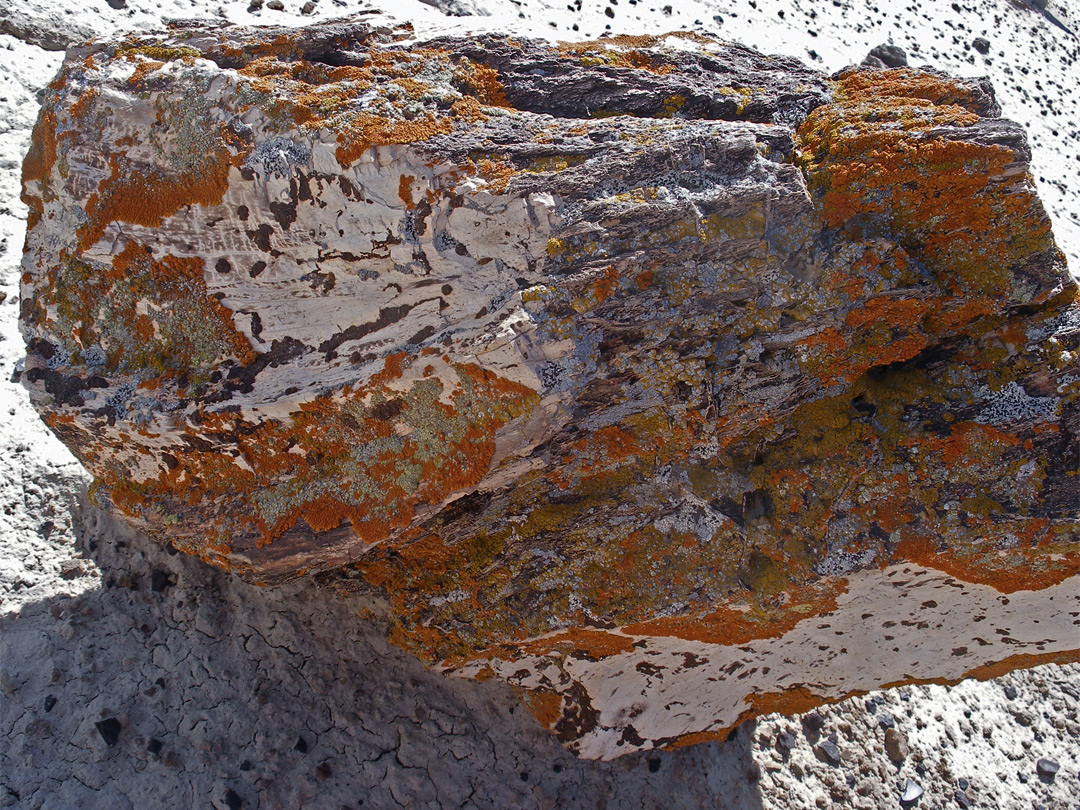 Green and orange lichen