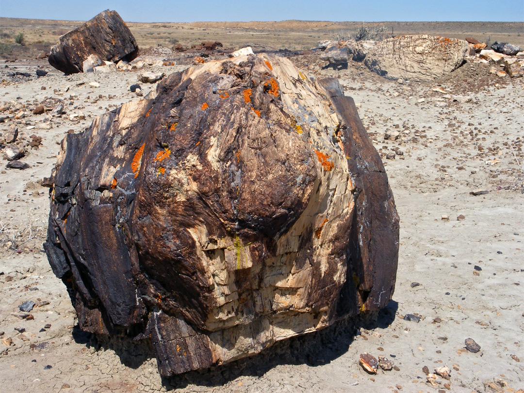 Petrified wood