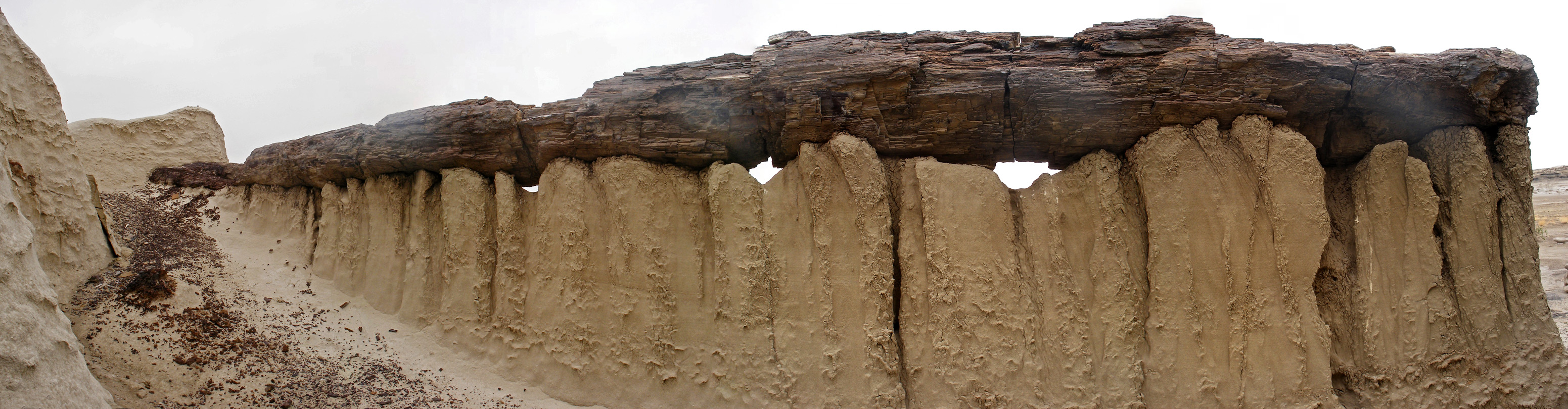 Large petrified tree