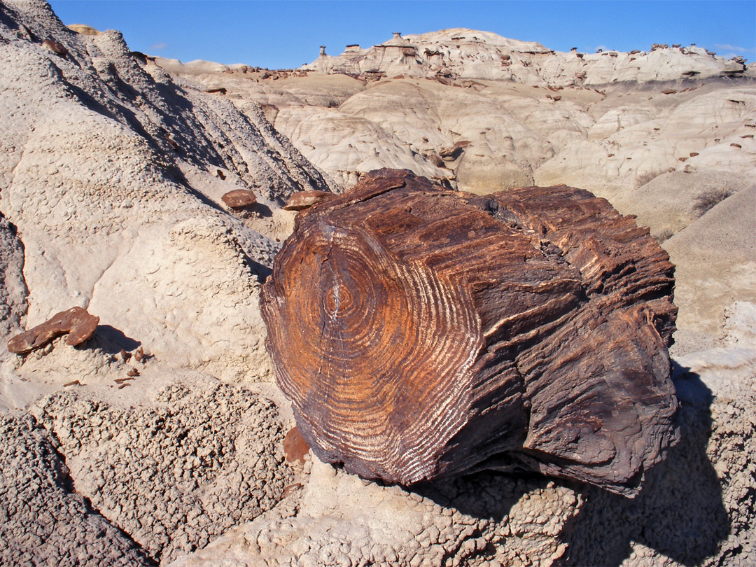 Petrified wood with growth rings