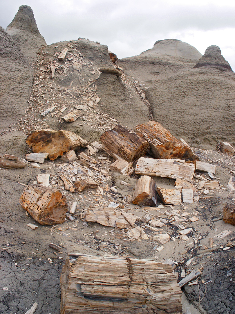 Crumbling petrified wood