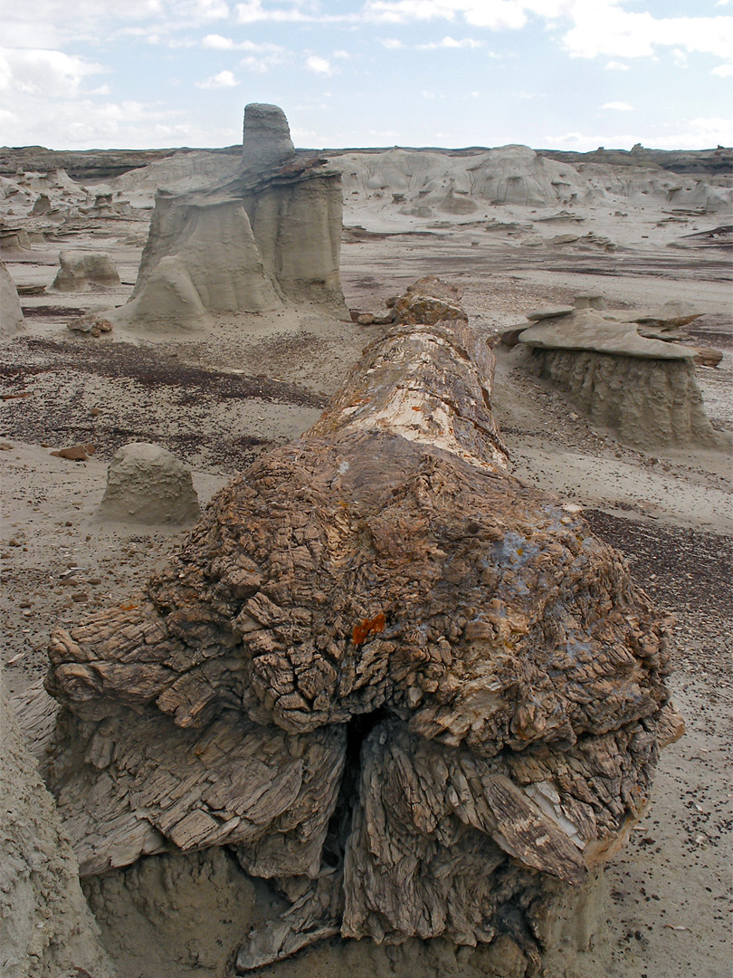 Base of petrified trunk