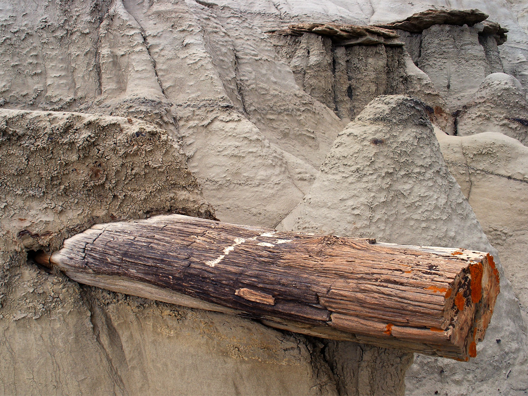 Protruding petrified log