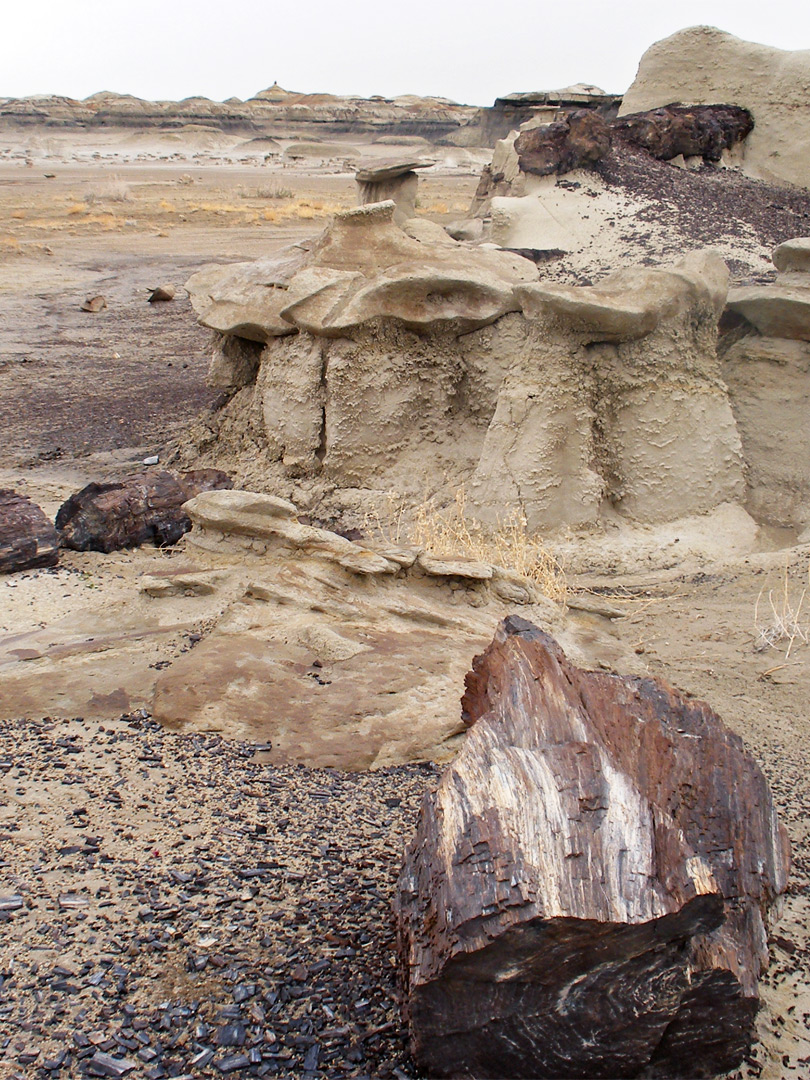 Petrified logs