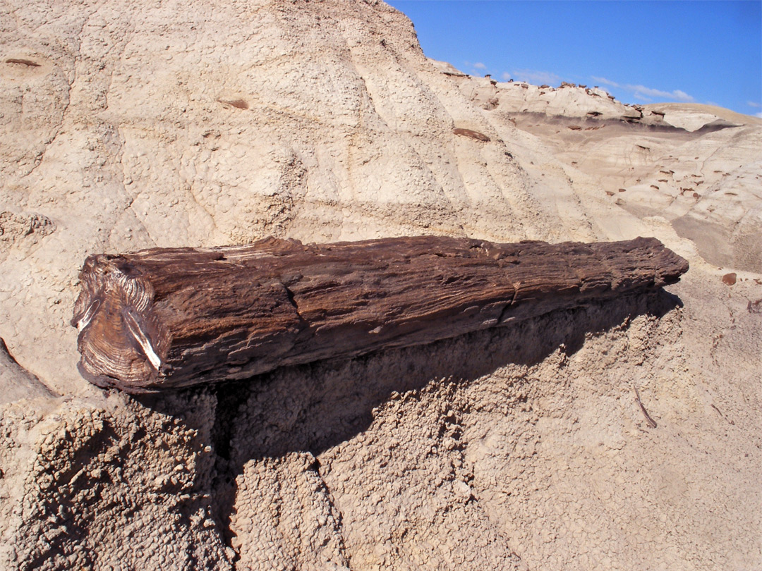 Dark brown petrified log