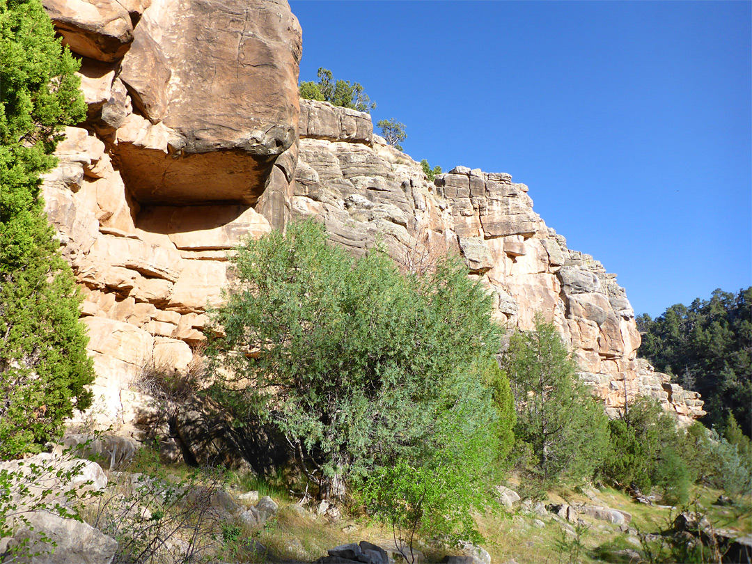 Trees below a cliff