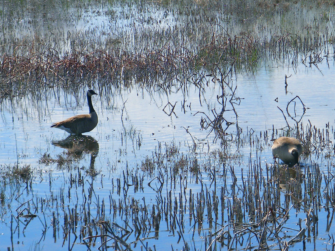 Canada geese