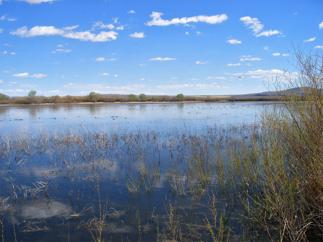 Wetlands