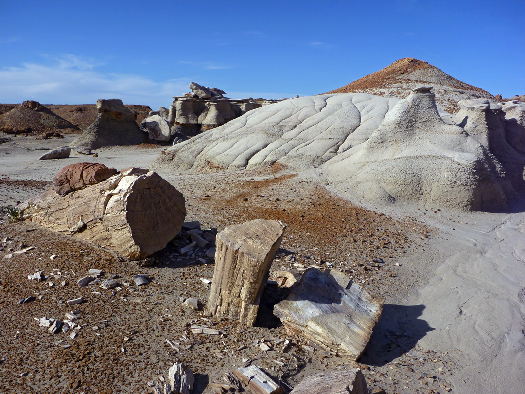 Petrified logs