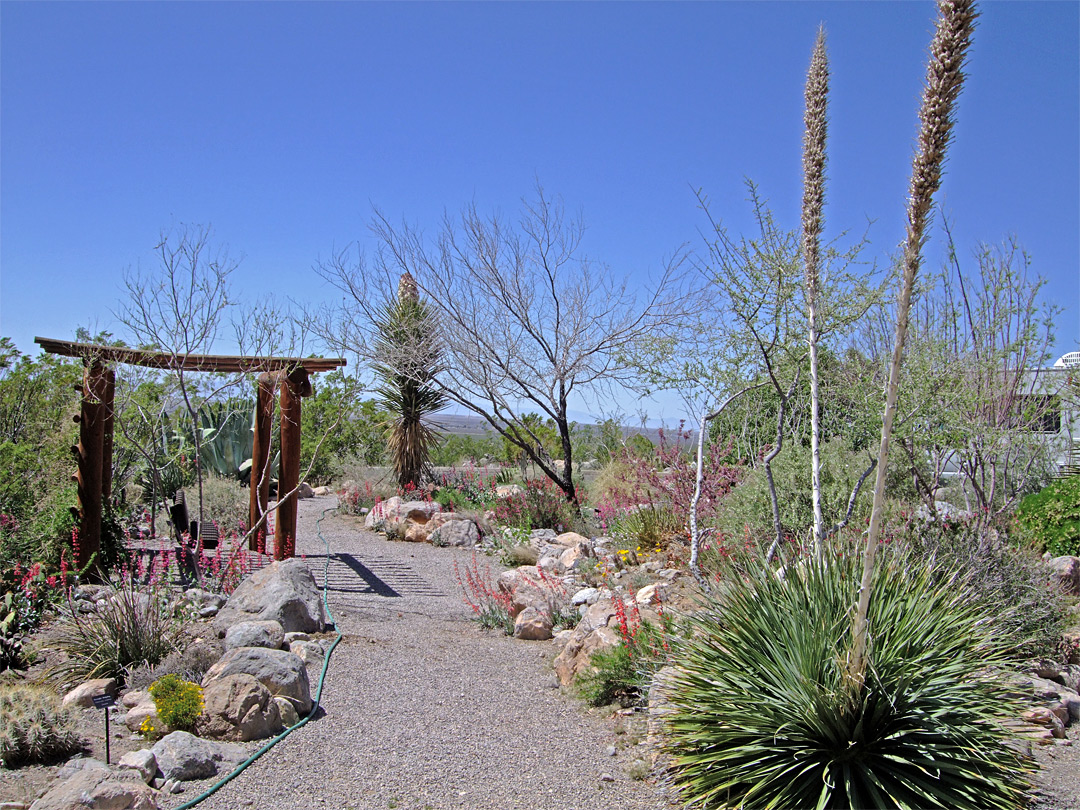 Cactus garden: Oliver Lee Memorial State Park, New Mexico