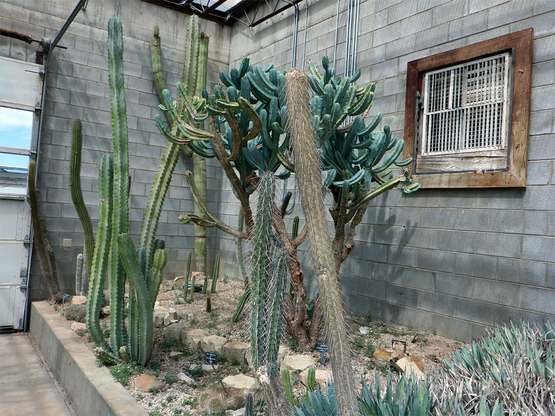 Cereus cacti