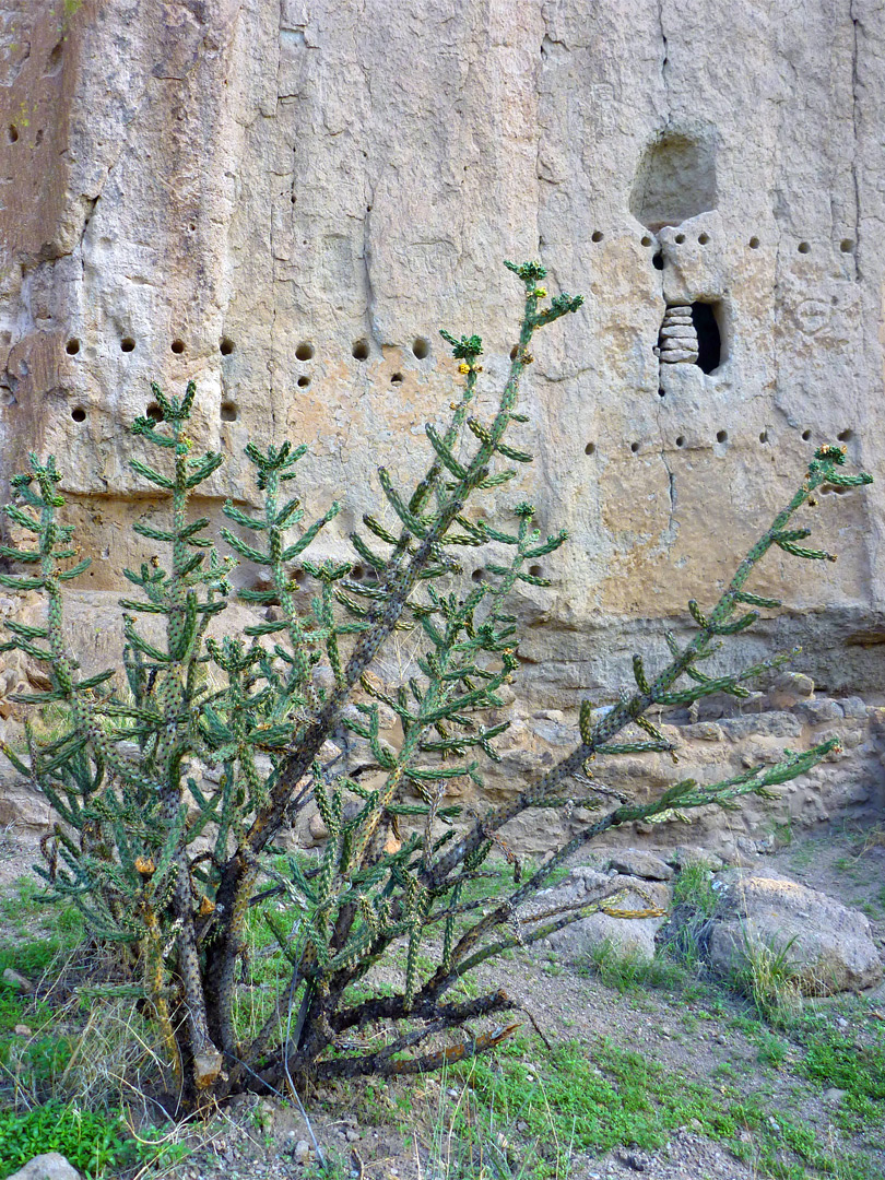 Cholla cactus