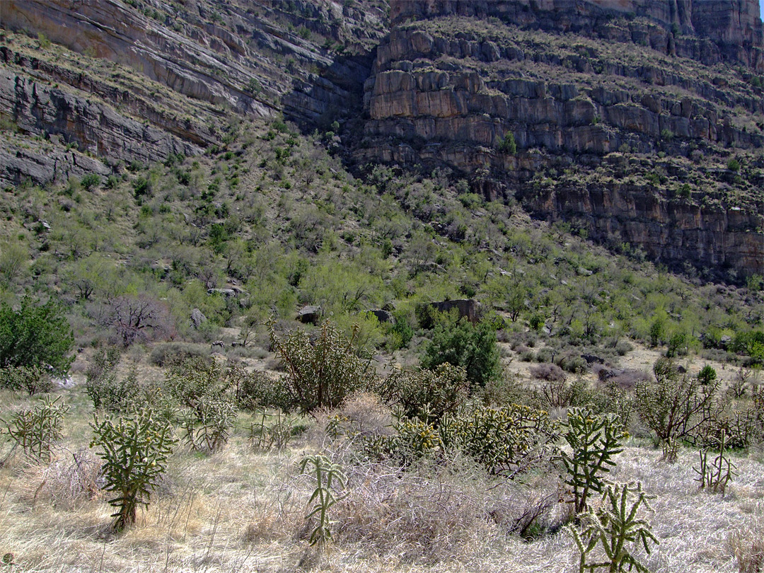 Cactus forest