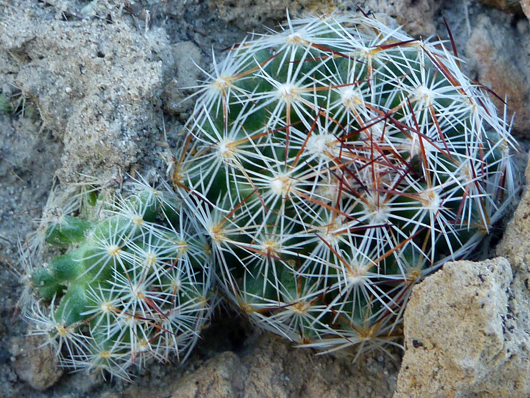 Coryphantha vivipara