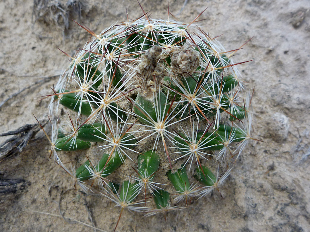 Coryphantha vivipara