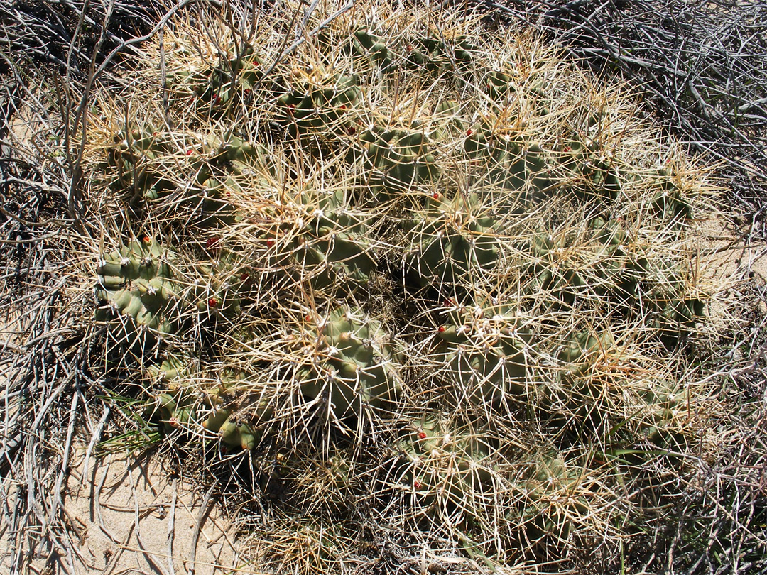 Echinocereus cluster