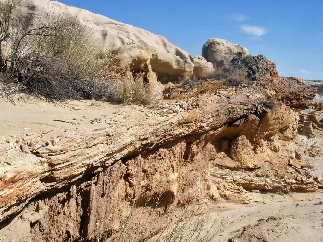 Petrified tree trunk