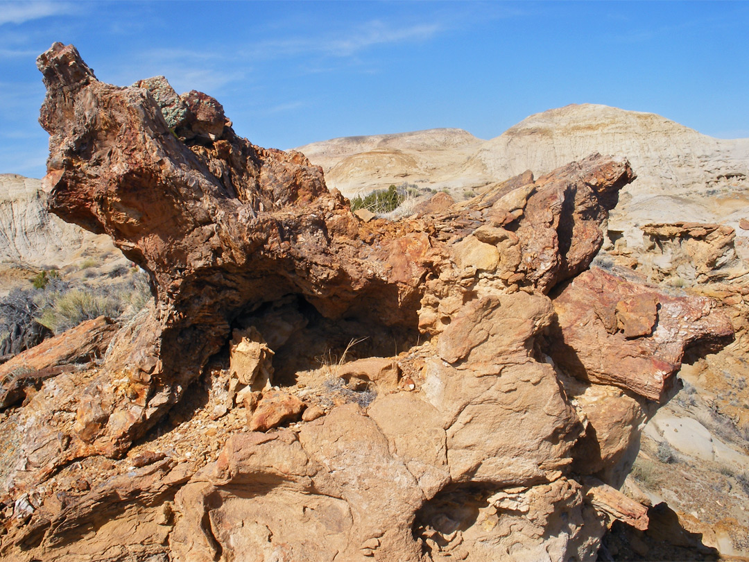 Petrified tree roots