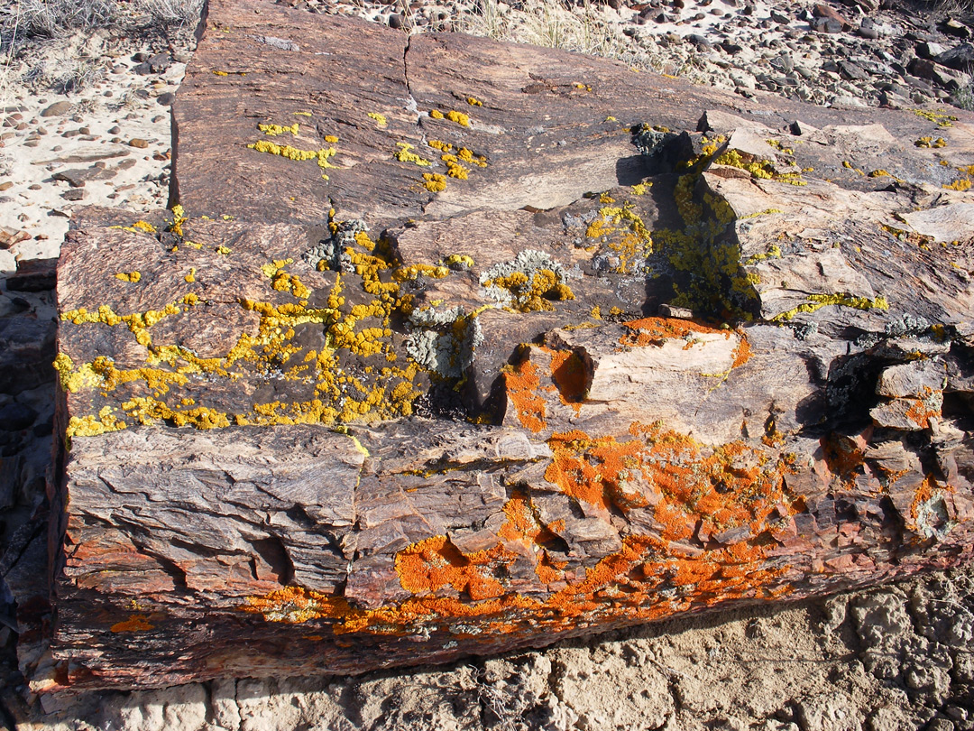 Orange and yellow lichen
