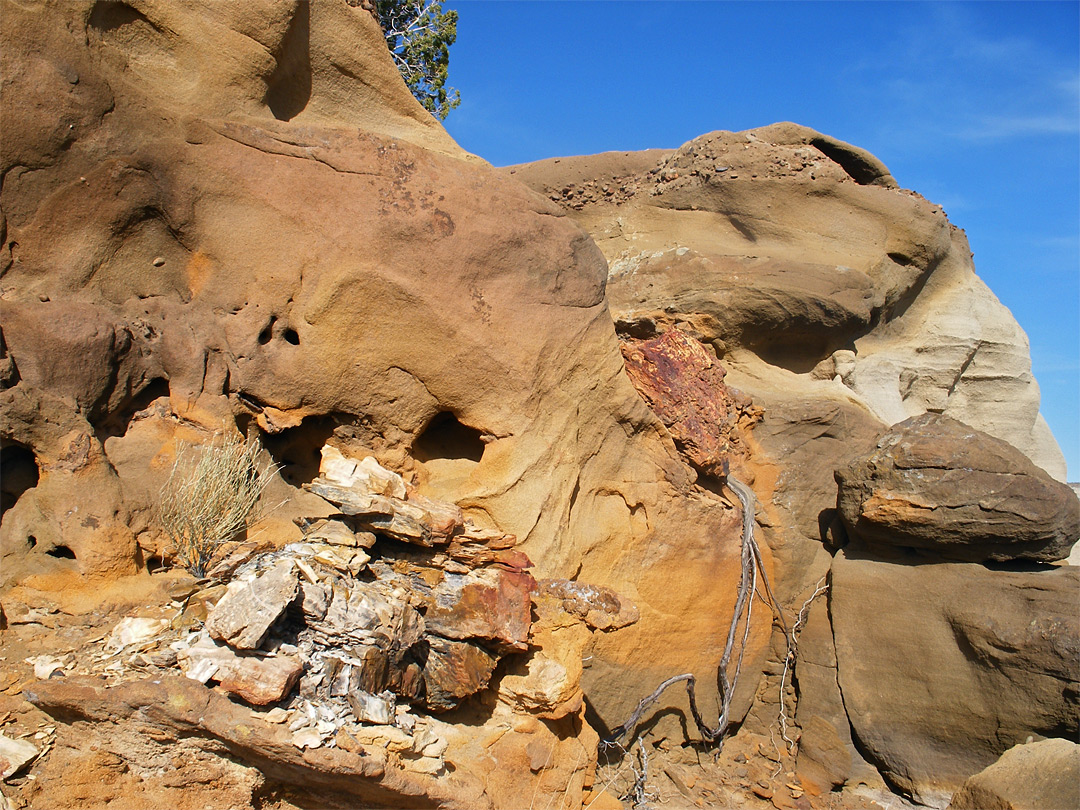 Petrified wood fragments