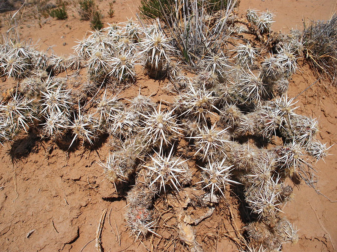 Fierce spines