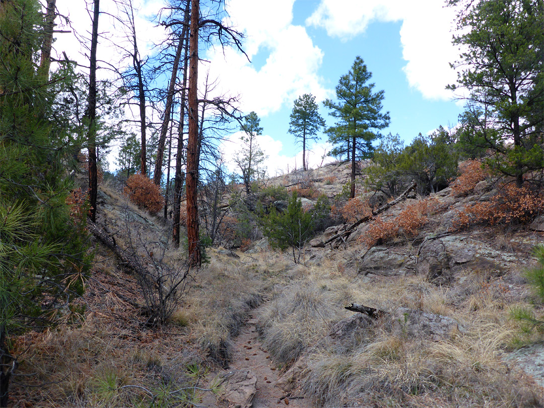 East fork, Lummis Canyon