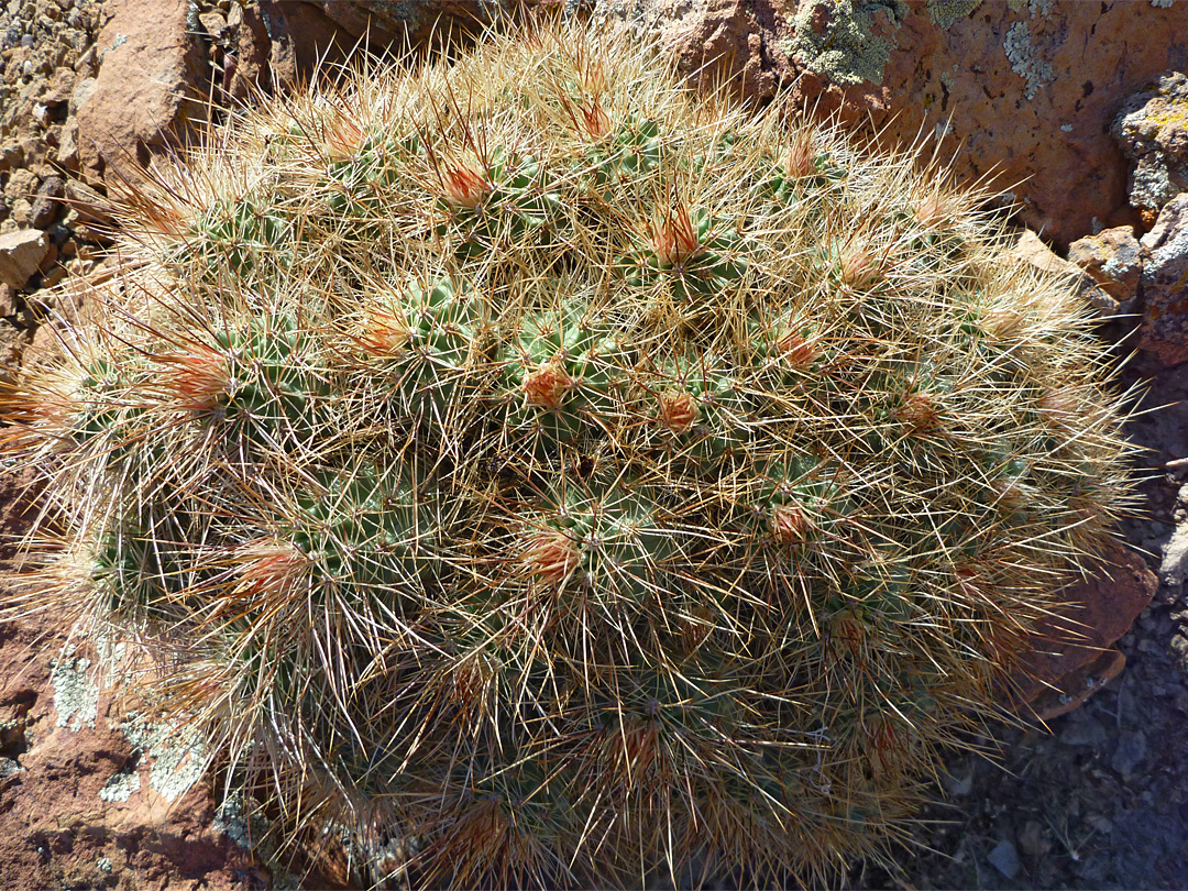 Echinocereus coccineus